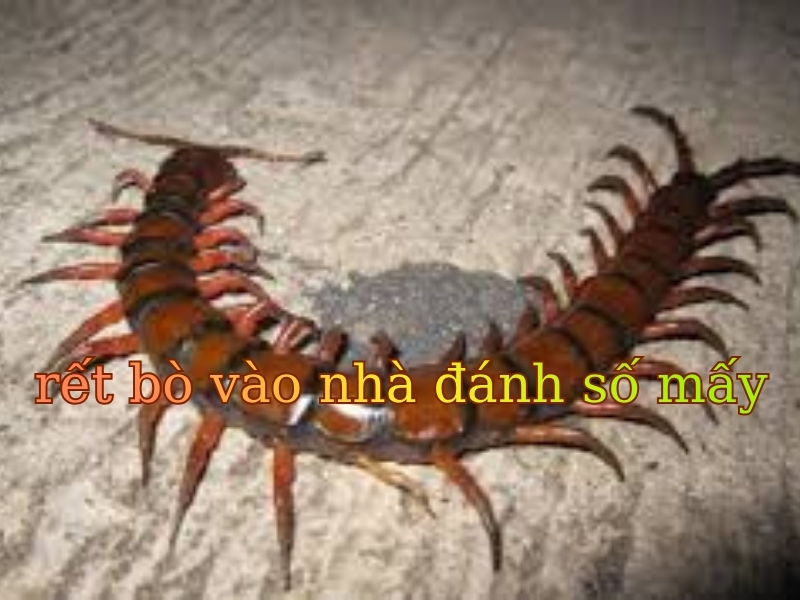 rết bò vào nhà đánh số mấy