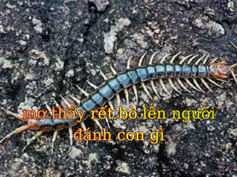 rết bò vào nhà đánh số mấy