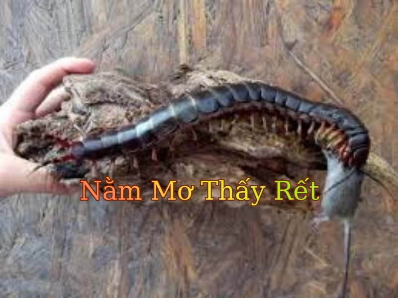 Nằm Mơ Thấy Thấy Rết